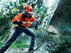 Felling trees