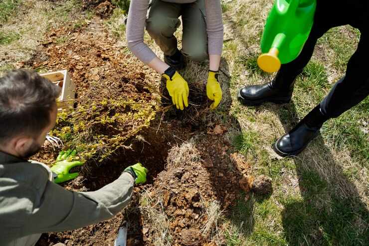Bomen en struiken planten