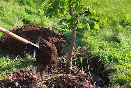 Bomen planten en compenserende herbebossing